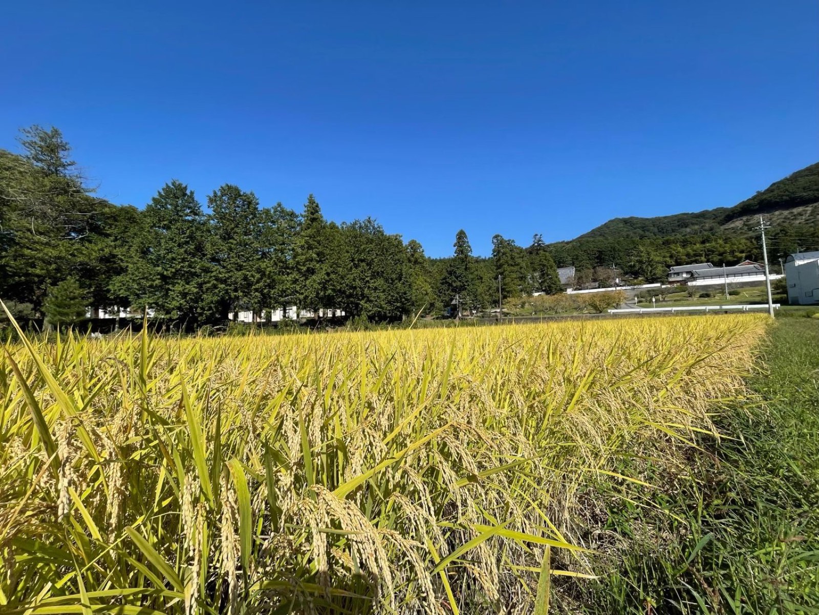 実りの時期の田んぼ